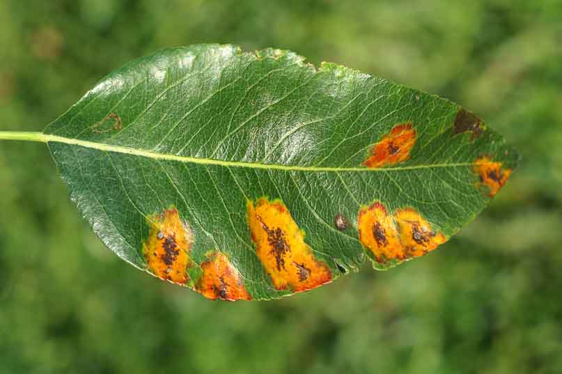 Enfermedades del peral hojas